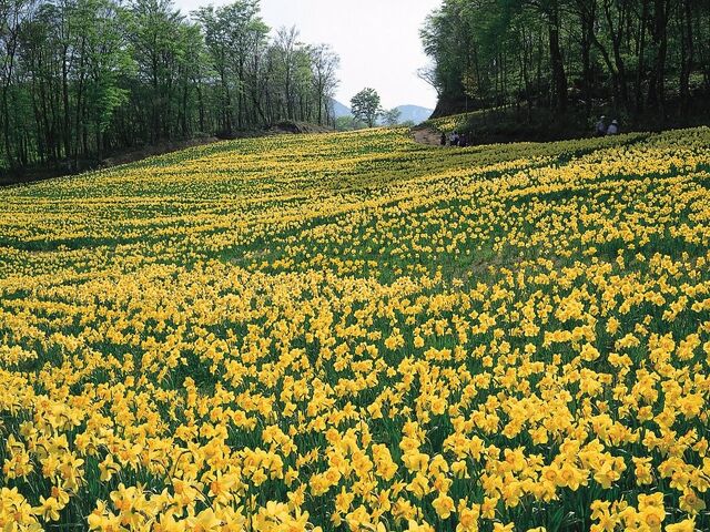 KARABURUN NERGİS ÇİÇEĞİ FESTİVALİ 
